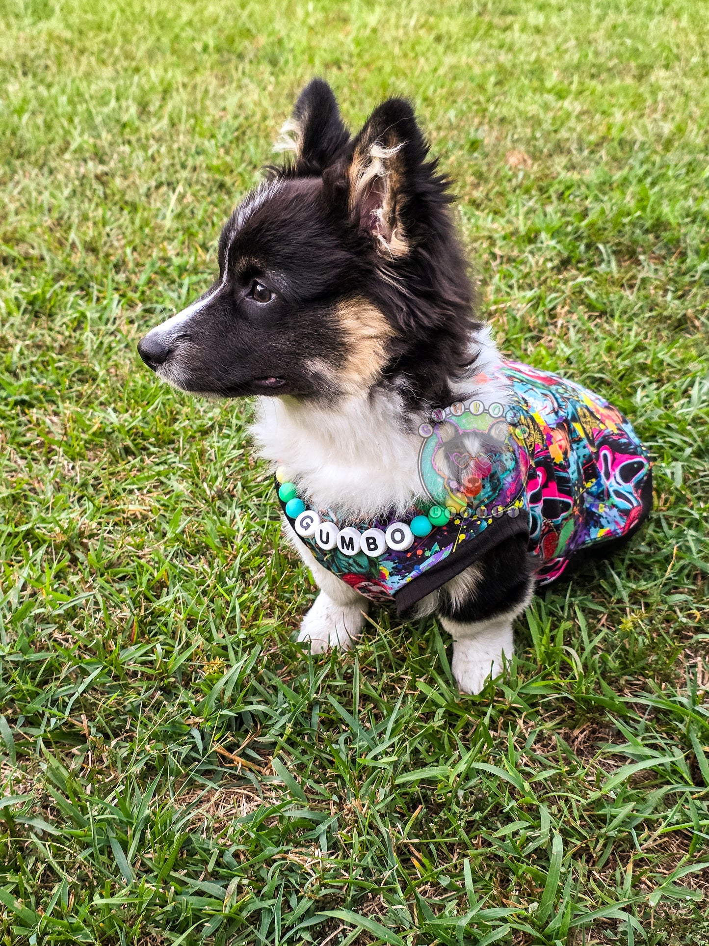 Custom Dog Tank
