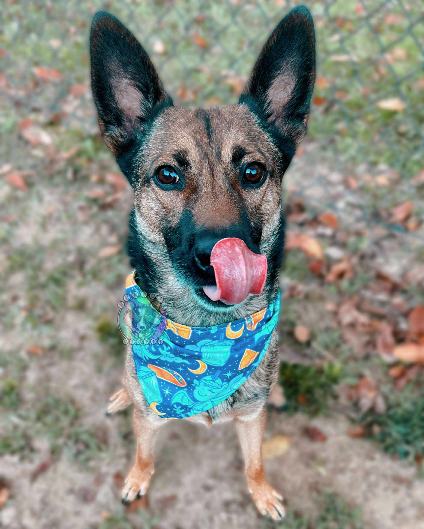 Custom Dog/Cat Bandana